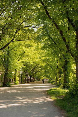Baumallee Karl-Marx-Allee - 