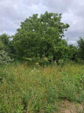 Garten oder Baugrund - 