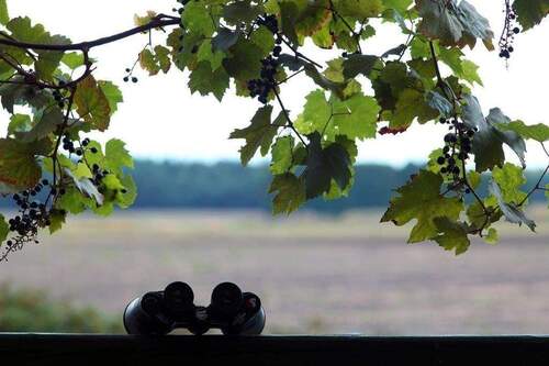 Titel - Grundstück zum Kaufen in Zschepplin