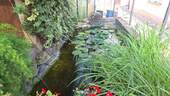 Teich - 