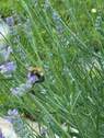 Natur pur im eigenen Garten! - FBC - Ruhige, grüne Stadtlage - Top-Baugrundstück für 2 Doppelhaushälften