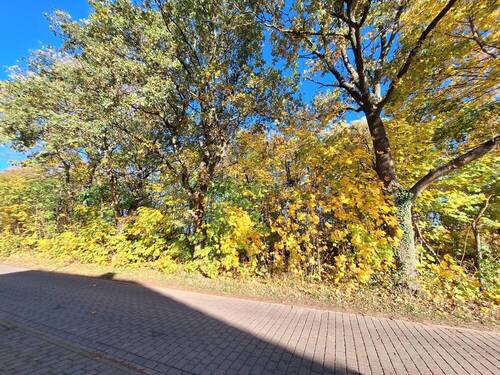 Blick auf das Grundstück - Grundstück in Rietz-Neuendorf / Pfaffendorf zum Kaufen