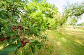 Garten - Sauerkirschen - 