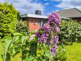 Bepflanzung - 