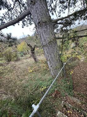 Gartengrundstück - Seltenes Garten-, Wald- und Freizeitgrundstück in Würzburg Oberdürrbach!