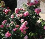 Rosen - 