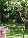 Reh im Garten - 