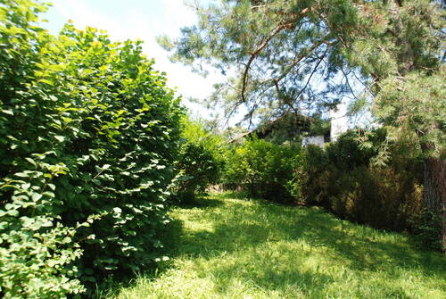 Alter Baumbestand - 
