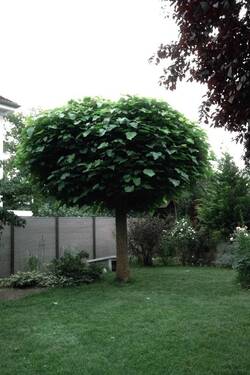 hintere Grundstücksgrenze - Mehrfamilienhaus, Wohnhaus mit 216,00 m&sup2; in Frankfurt (Oder) zum Kaufen