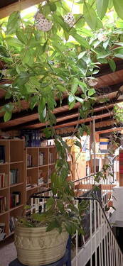 Bibliothek/Büro im Dachgesch. - 