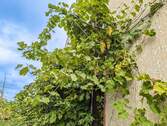 Wein am Haus - 