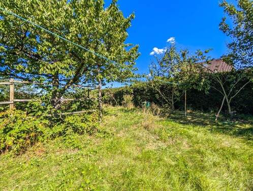 Obststräucher und -bäume - 