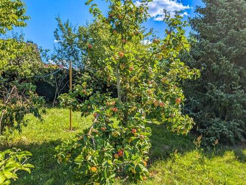 Prallgefüllter Apfelbaum - 