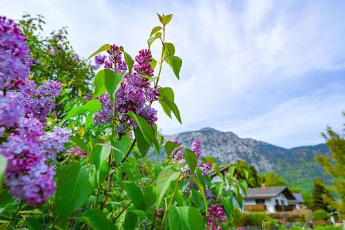 DSC_6184.jpg - 