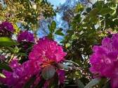 Rhododendron 22.jpg - Grundstück zum Kaufen in Glienicke/Nordbahn