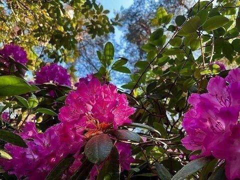 Rhododendron 22.jpg - Grundstück zum Kaufen in Glienicke/Nordbahn