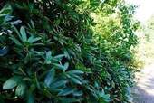rhododendron 4.jpg - Grundstück in Glienicke/Nordbahn zum Kaufen