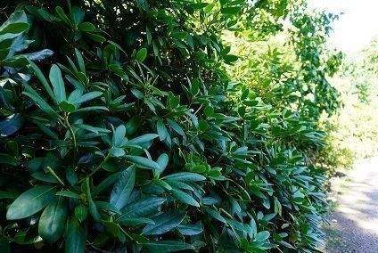 rhododendron 4.jpg - Grundstück in Glienicke/Nordbahn zum Kaufen