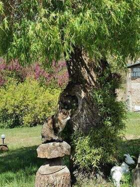 Baum Katze.jpg - Grundstück zum Kaufen in Blankenfelde-Mahlow