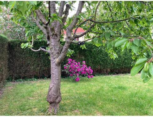 Garten - 