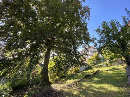 Alter Baumbestand auf dem sonnigen Grundstück - 