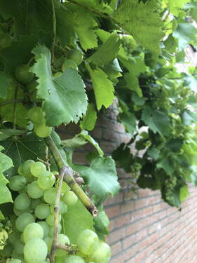 Weintrauben - 
