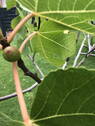 Feigenfrucht - 