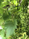 Weintrauben - 