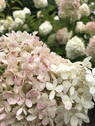 Hortensienblüten - 