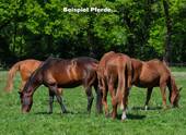 Beispiel Pferdehof… - 