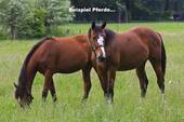 Beispiel Pferdehof… - 