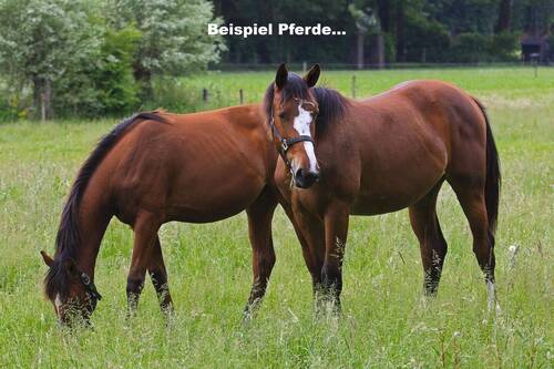 Beispiel Pferdehof… - 