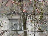 Zweige - 