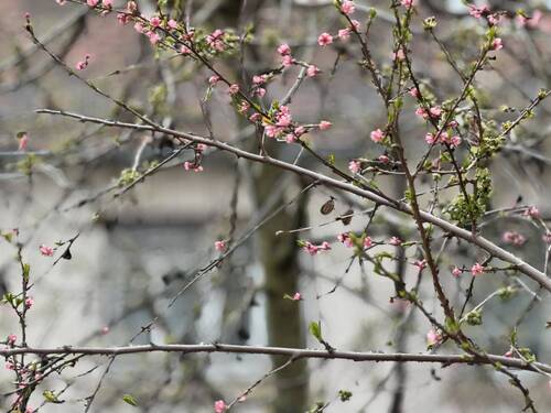 Zweige - 