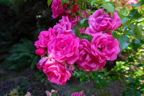Detail - Mehrfamilienhaus, Wohnhaus mit 371,00 m&sup2; in Oberursel (Taunus) zum Kaufen