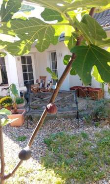 Feigenbaum im Garten - 