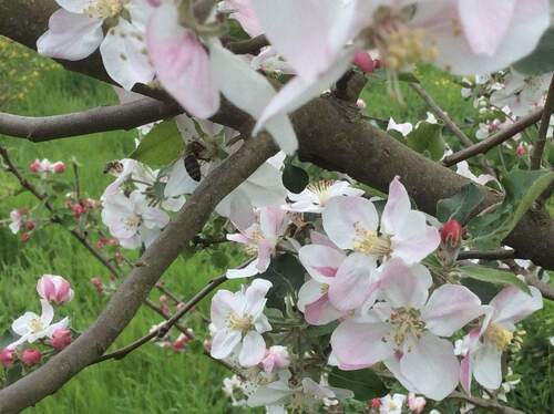 Mirabellenbaum blüht ab März - 