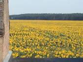 DG Terrasse, Sonnenblumenfeld - 