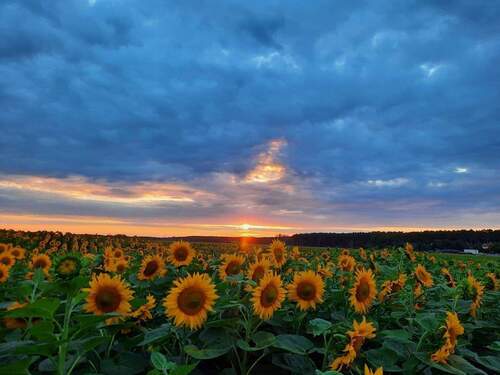 Sonnenblumenfeld am Landhaus - 