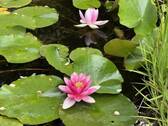 Seerosen im kleinen Gartenteich.JPG - 