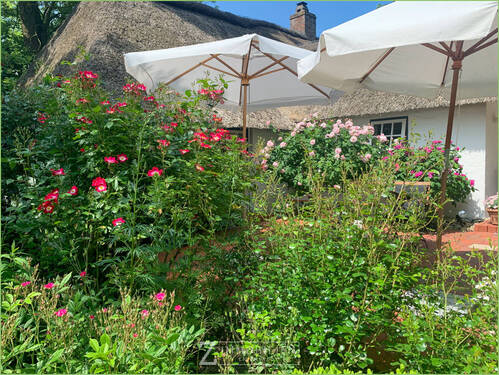 Rosenblüte an der Terrasse - 