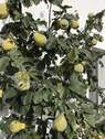 Garten: Quitten beim Whirlpool - 