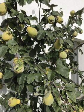 Garten: Quitten beim Whirlpool - 