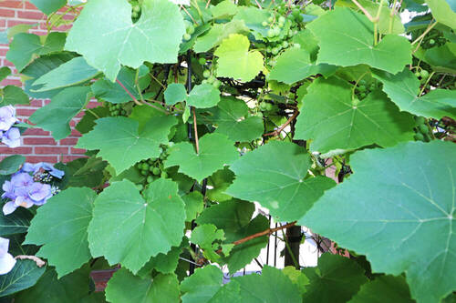 Eigener Weinstock - 
