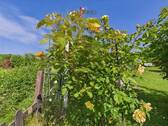 Bild 16 - 