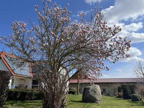 Magnolie vorm Haus - Einfamilienhaus auf großem Grundstück