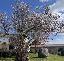 Einfamilienhaus auf großem Grundstück - Frellstedt