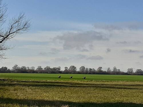 6 Über die Felder geblickt.jpg - Grundstück in Ducherow zum Kaufen