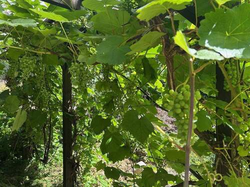 Garten mit div. Obstgehölzen - 