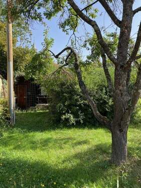 Baumbestand + Gartenhaus - Grundstück in Hechingen